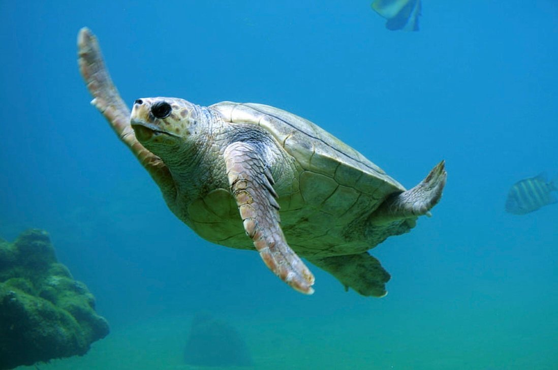 marsa alam